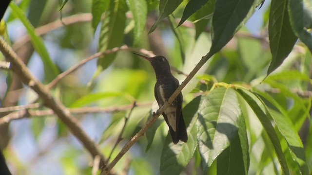 kolibřík safírový - ML260583481