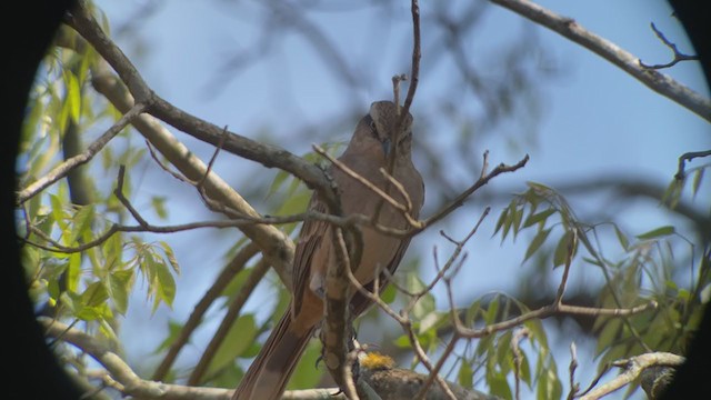 マミジロマネシツグミ - ML260584371