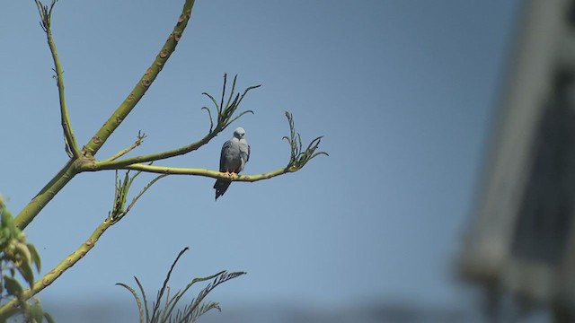 Plumbeous Kite - ML260584941