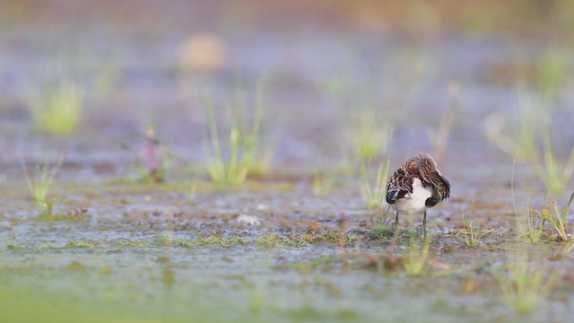 Semipalmated Sandpiper - ML260587381