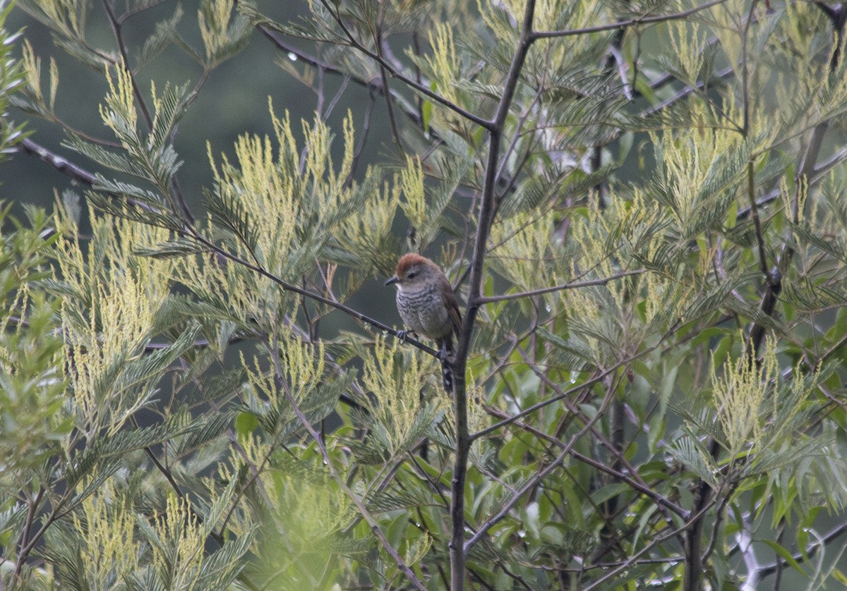 Rufous-capped Antshrike - ML26058751