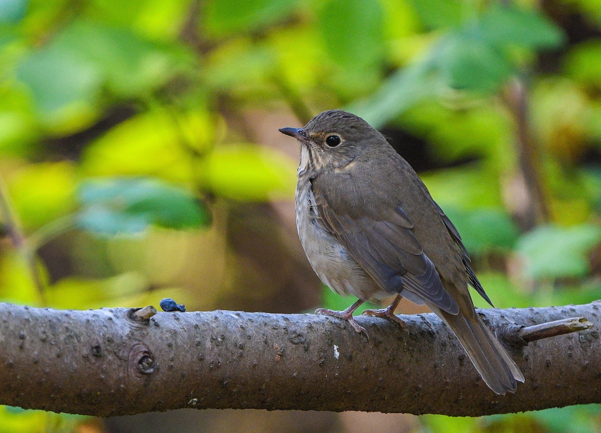 Swainson's Thrush - ML260588801