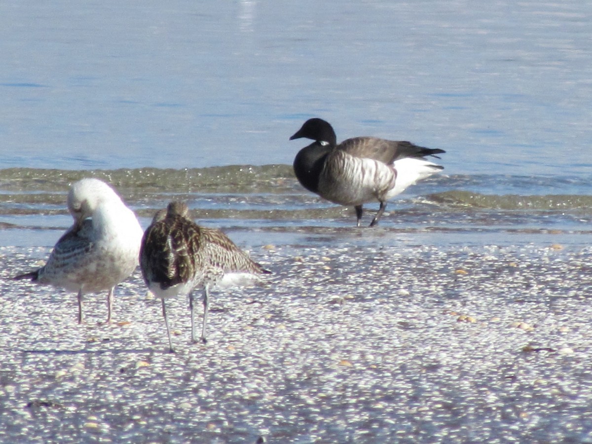 Brant (Atlantic) - ML26058921