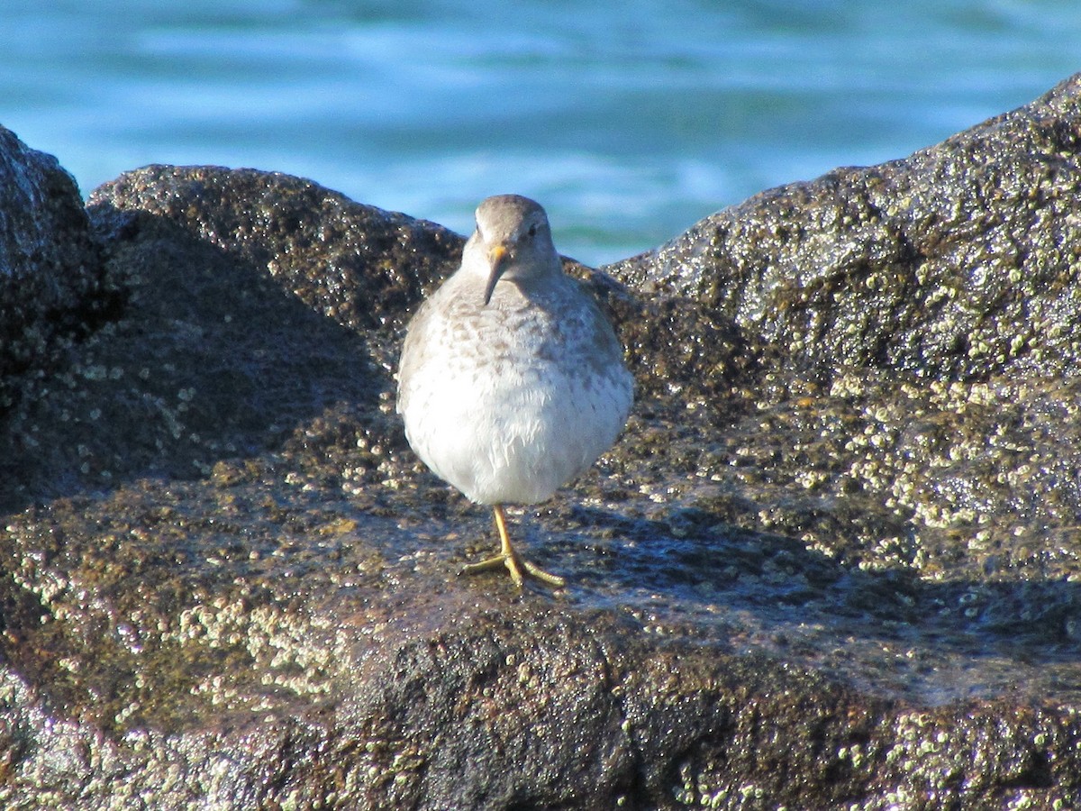 Purple Sandpiper - ML26059001