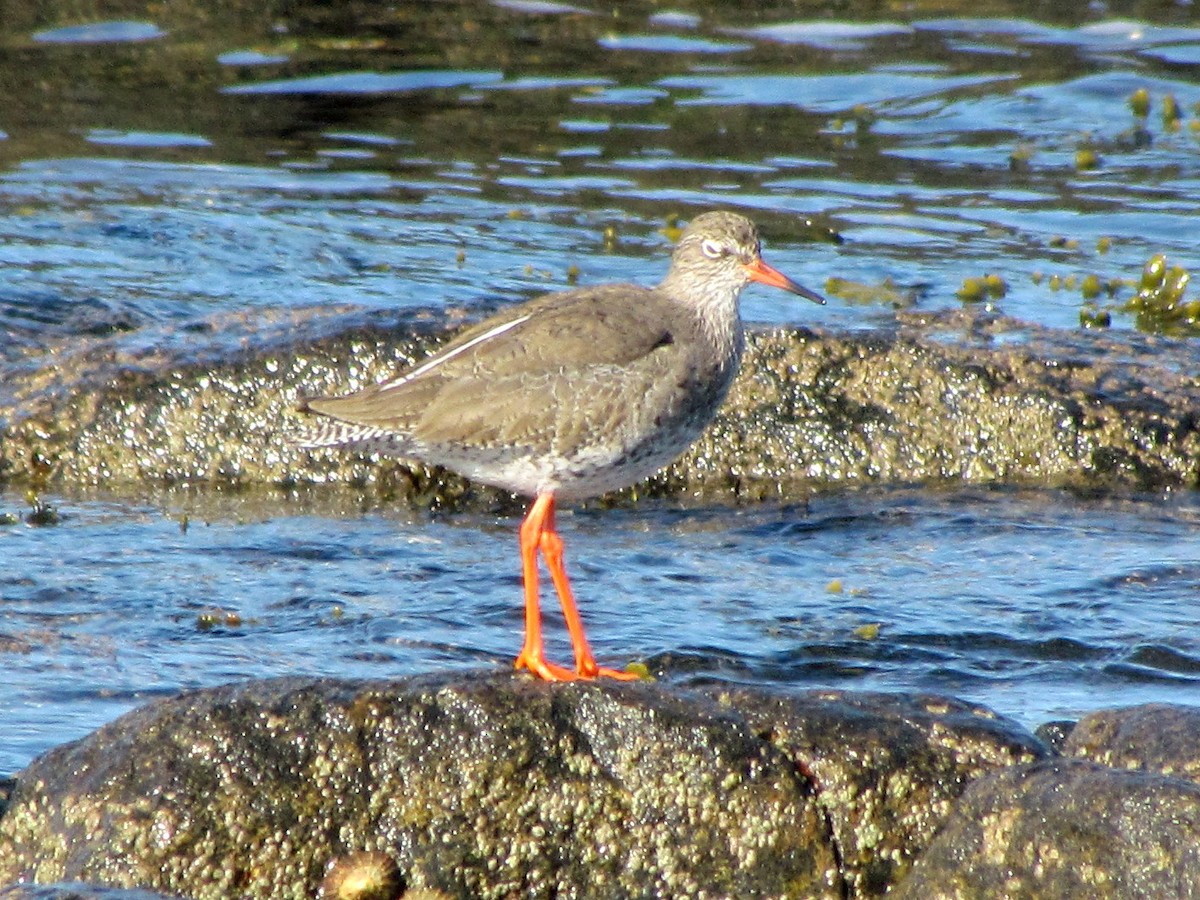 Common Redshank - Bruce Kerr