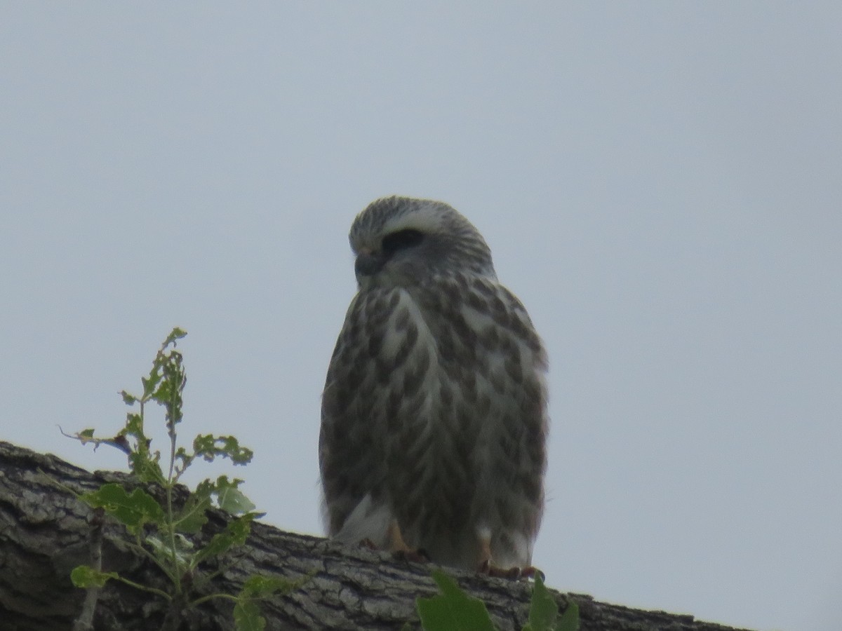 Mississippi Kite - ML260590941