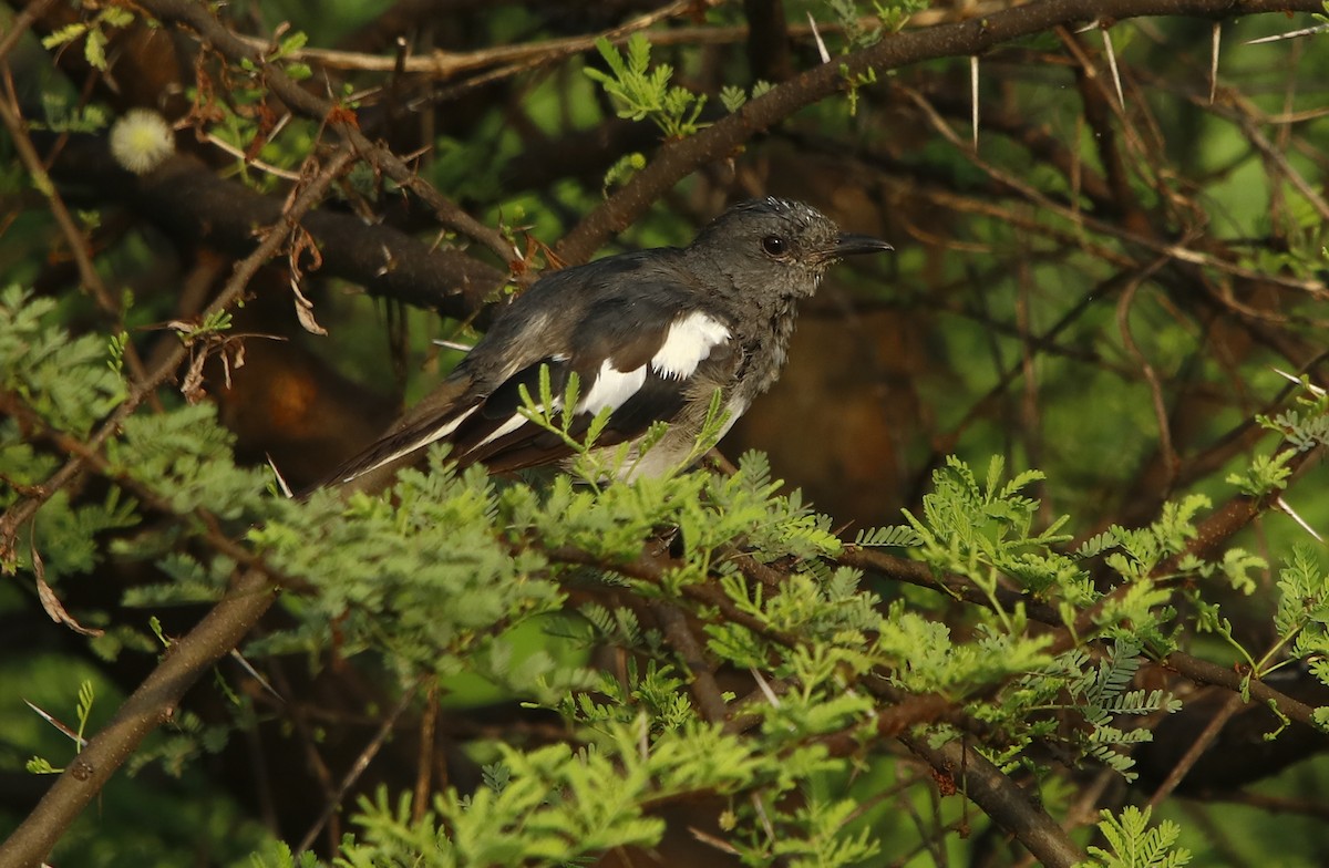 Oriental Magpie-Robin - Bhaarat Vyas