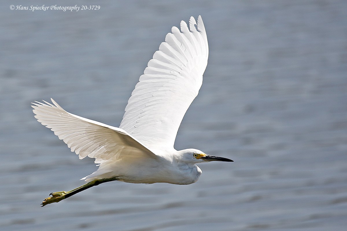 Snowy Egret - ML260592011