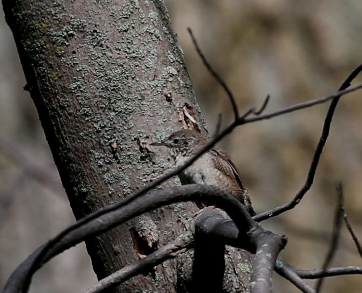 House Wren - ML260592241