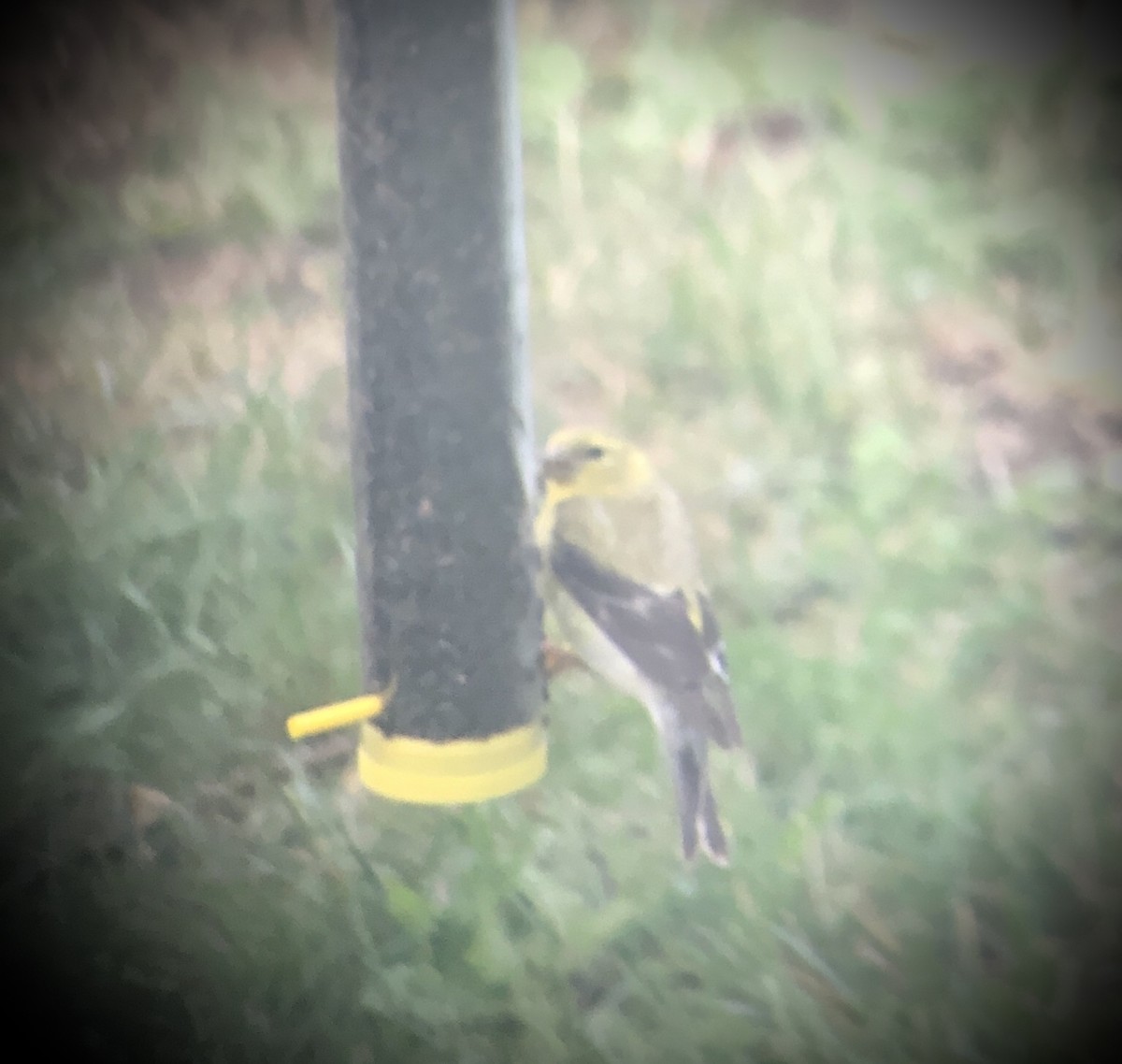 American Goldfinch - ML260592791