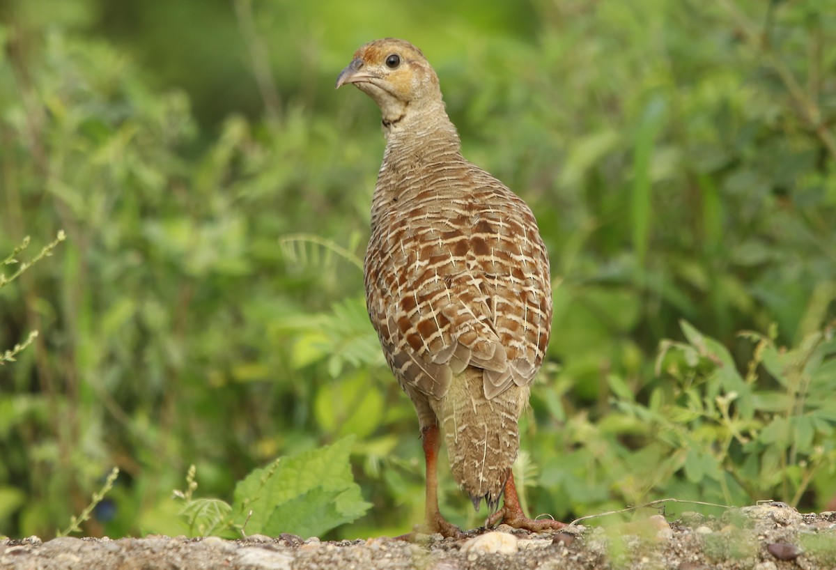 Gray Francolin - Bhaarat Vyas