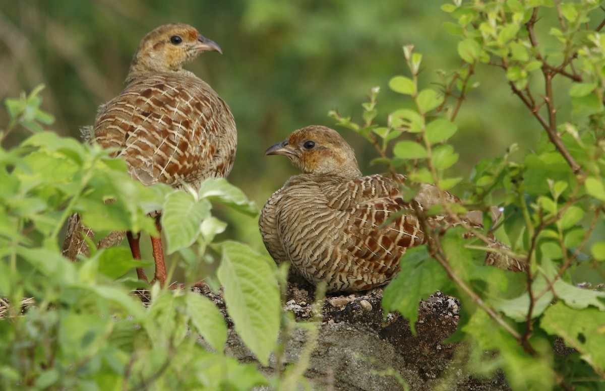 Gray Francolin - Bhaarat Vyas