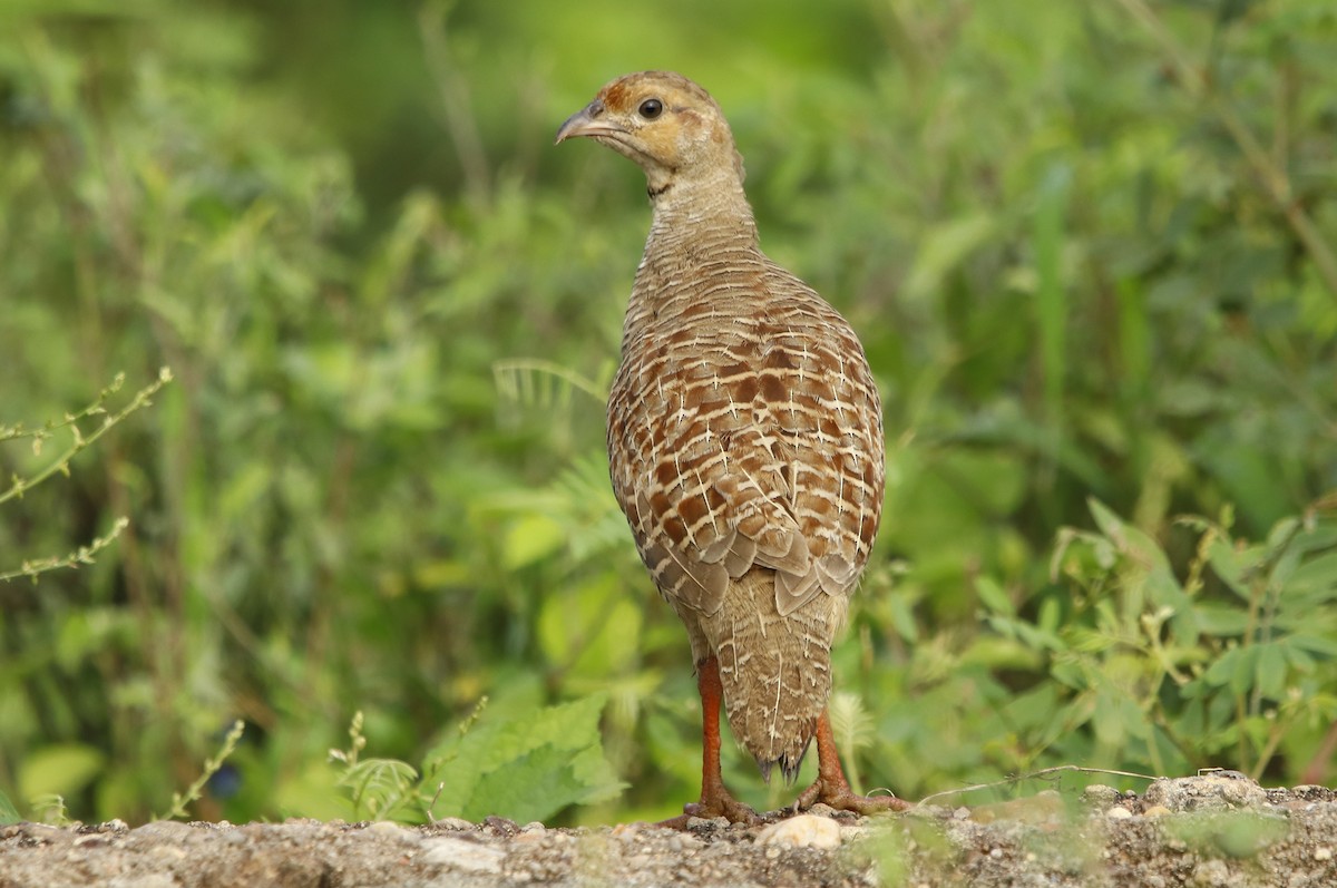 Gray Francolin - ML260594151