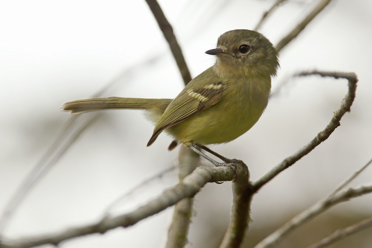 Mottle-cheeked Tyrannulet - ML260596081