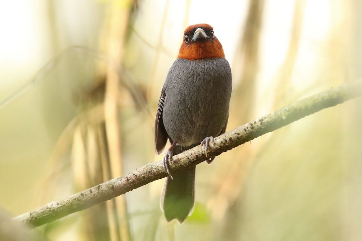 Chestnut-headed Tanager - ML260596601