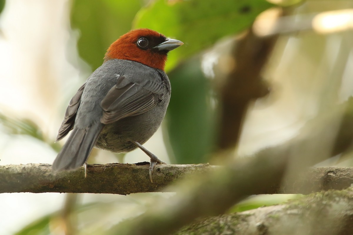 Chestnut-headed Tanager - ML260596691