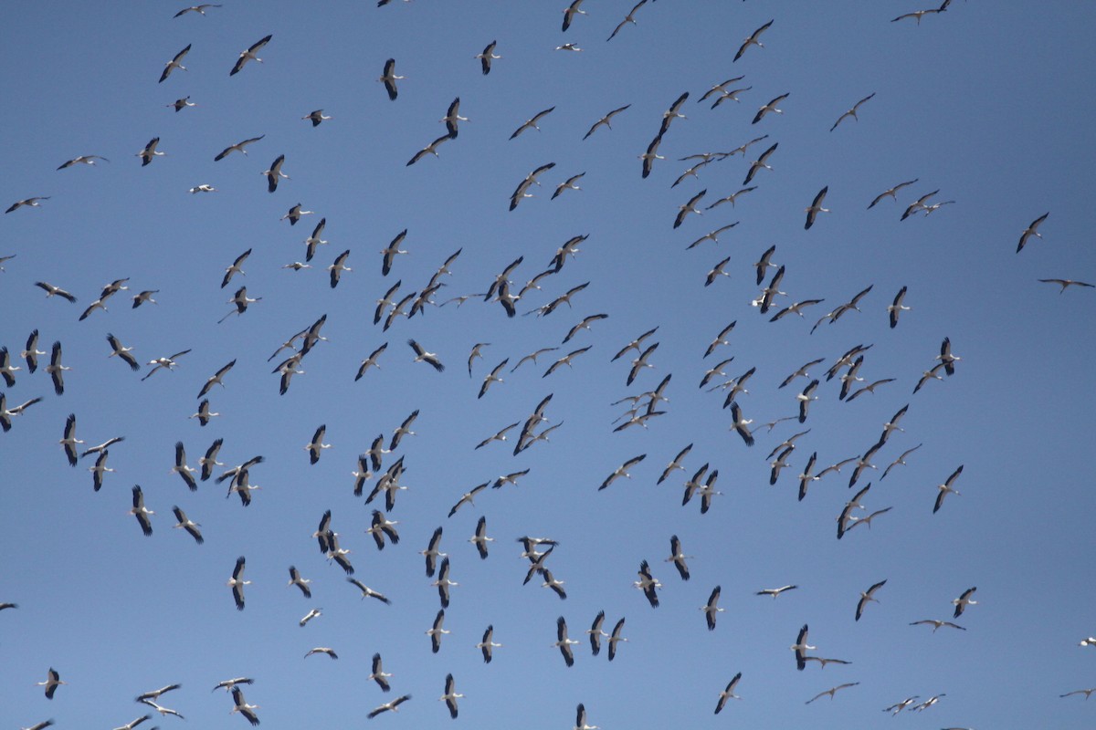 White Stork - ML260598171