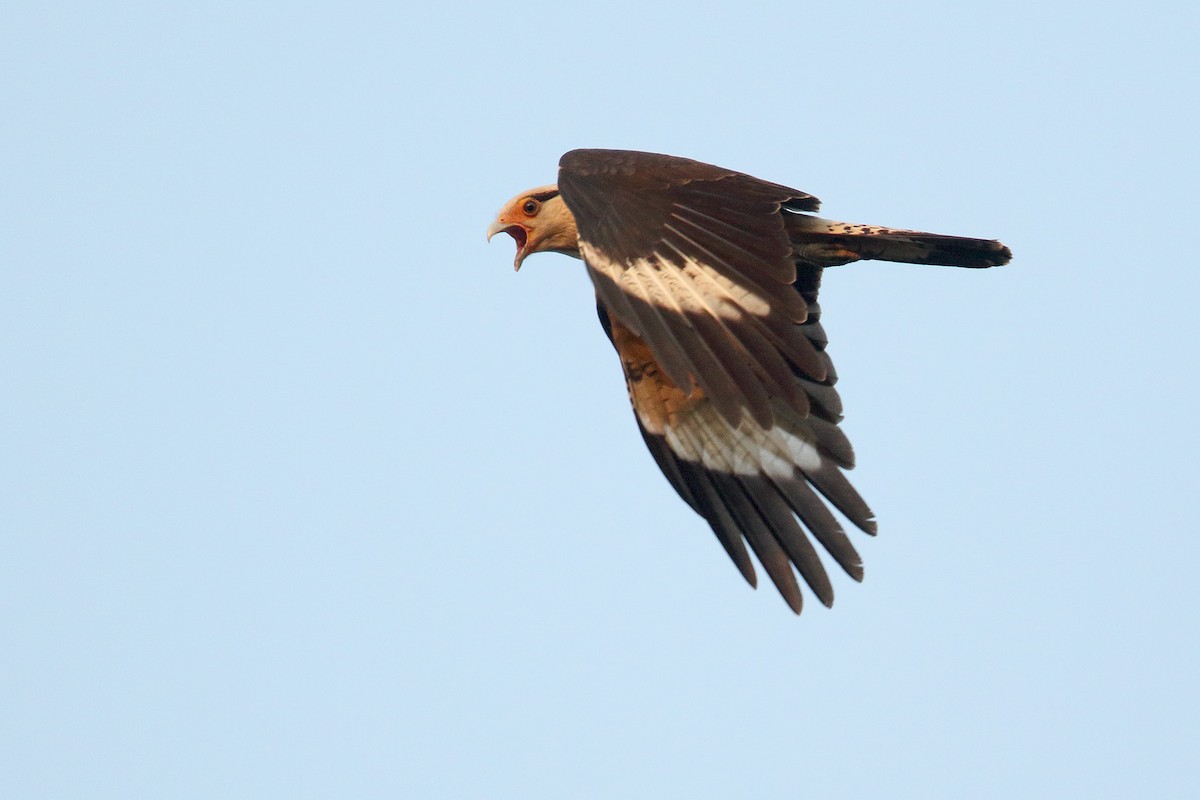 Caracara Chimachima - ML260598221