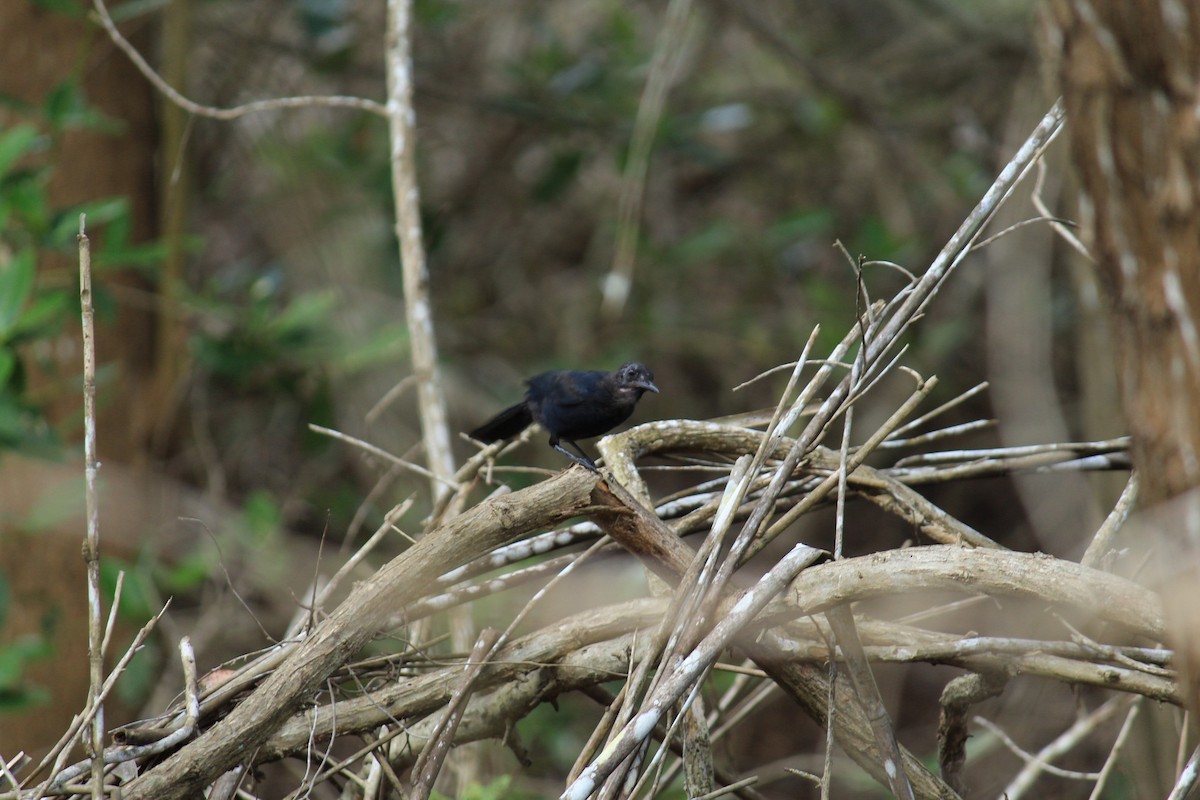 Pájaro Gato Negro - ML260598491