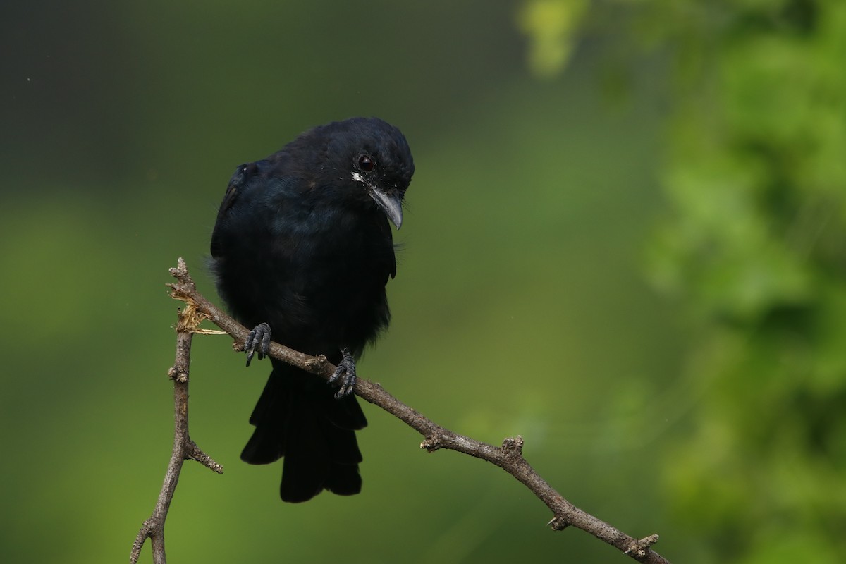 Black Drongo - ML260599161