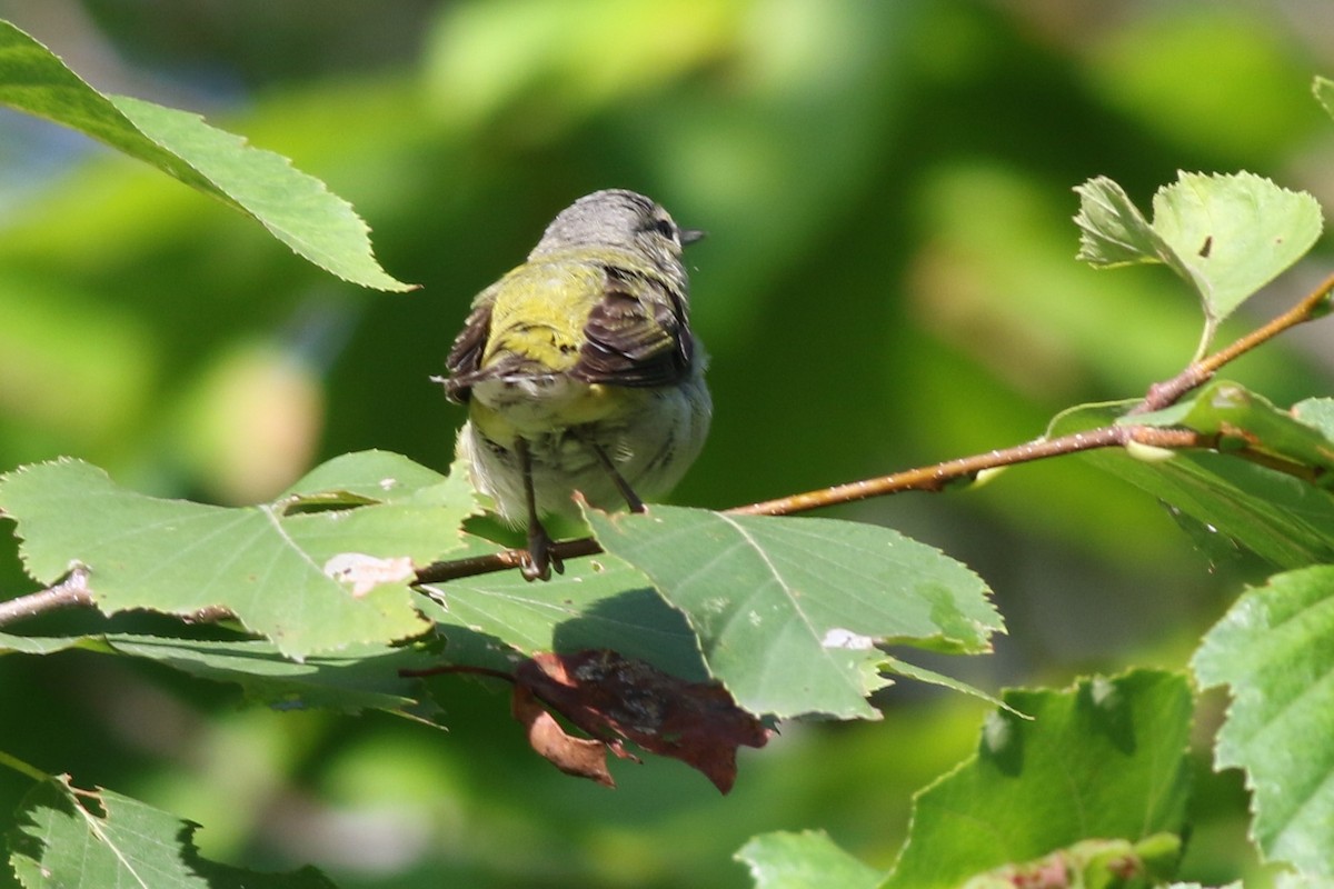 Tennessee Warbler - ML260599561