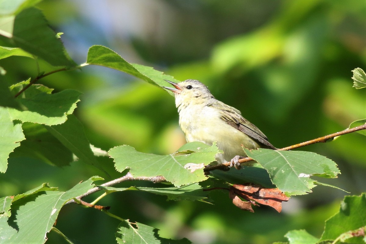 Tennessee Warbler - Margaret Viens