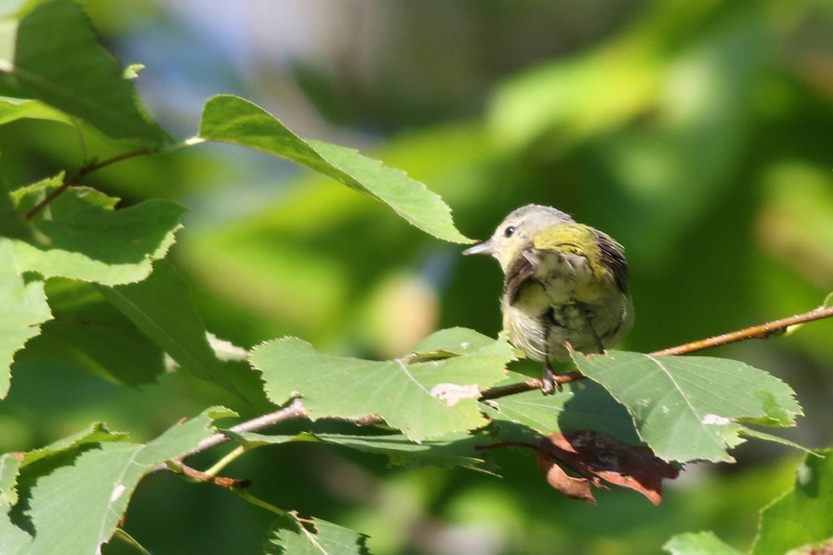 Tennessee Warbler - ML260599581