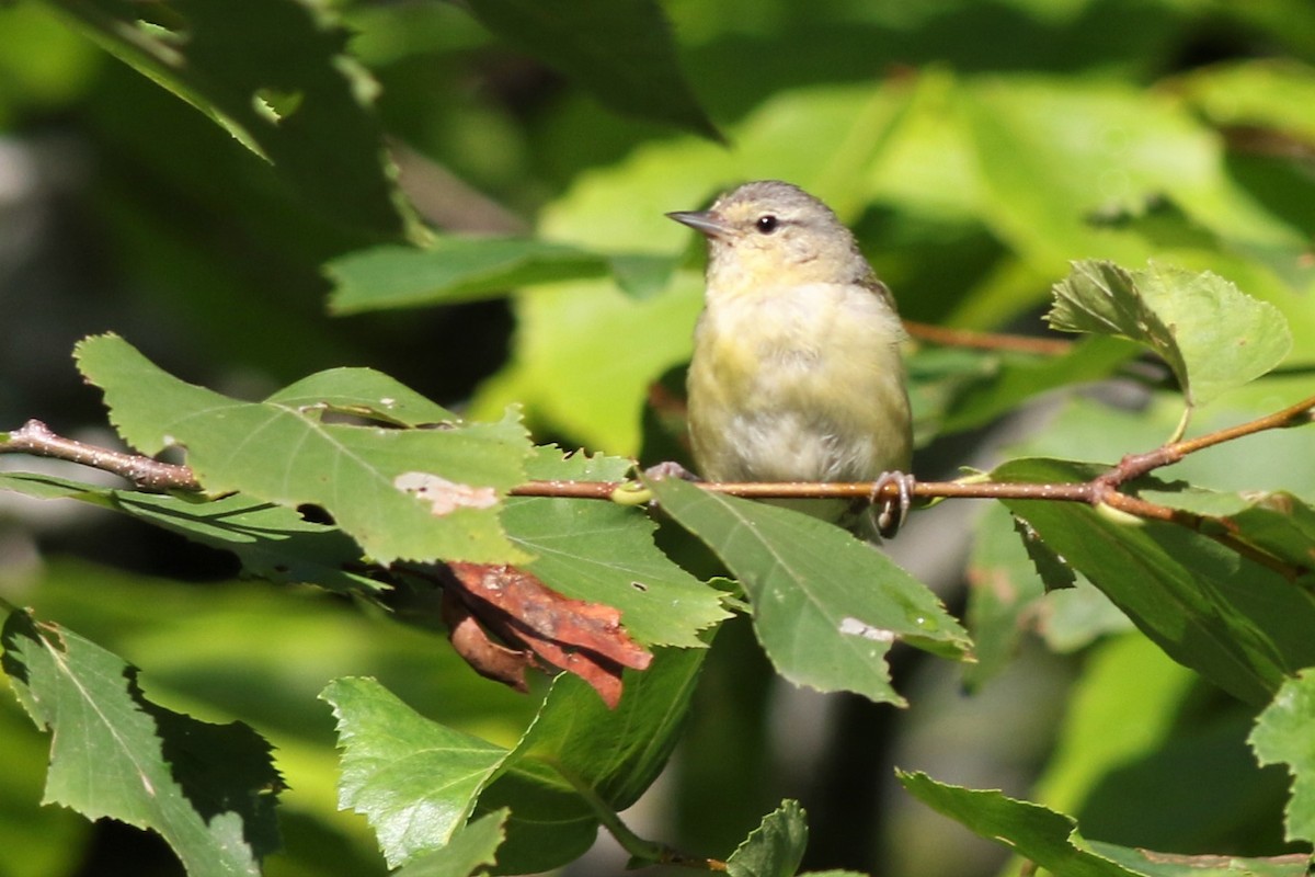 Tennessee Warbler - Margaret Viens