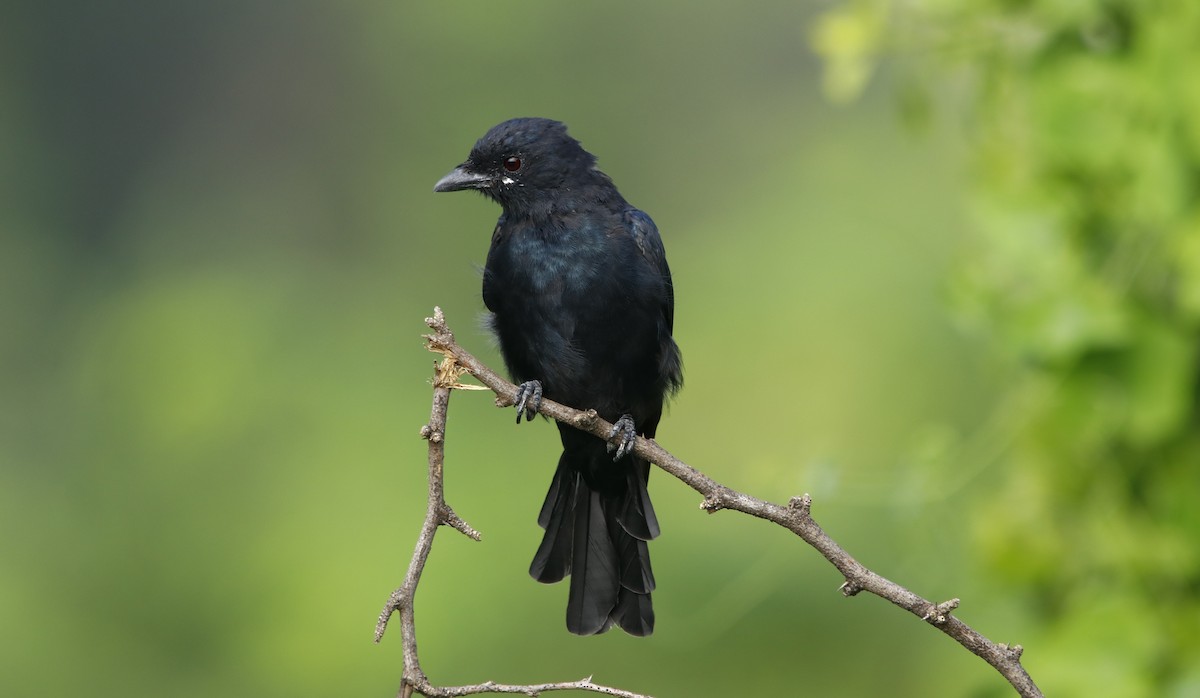 Black Drongo - ML260599881