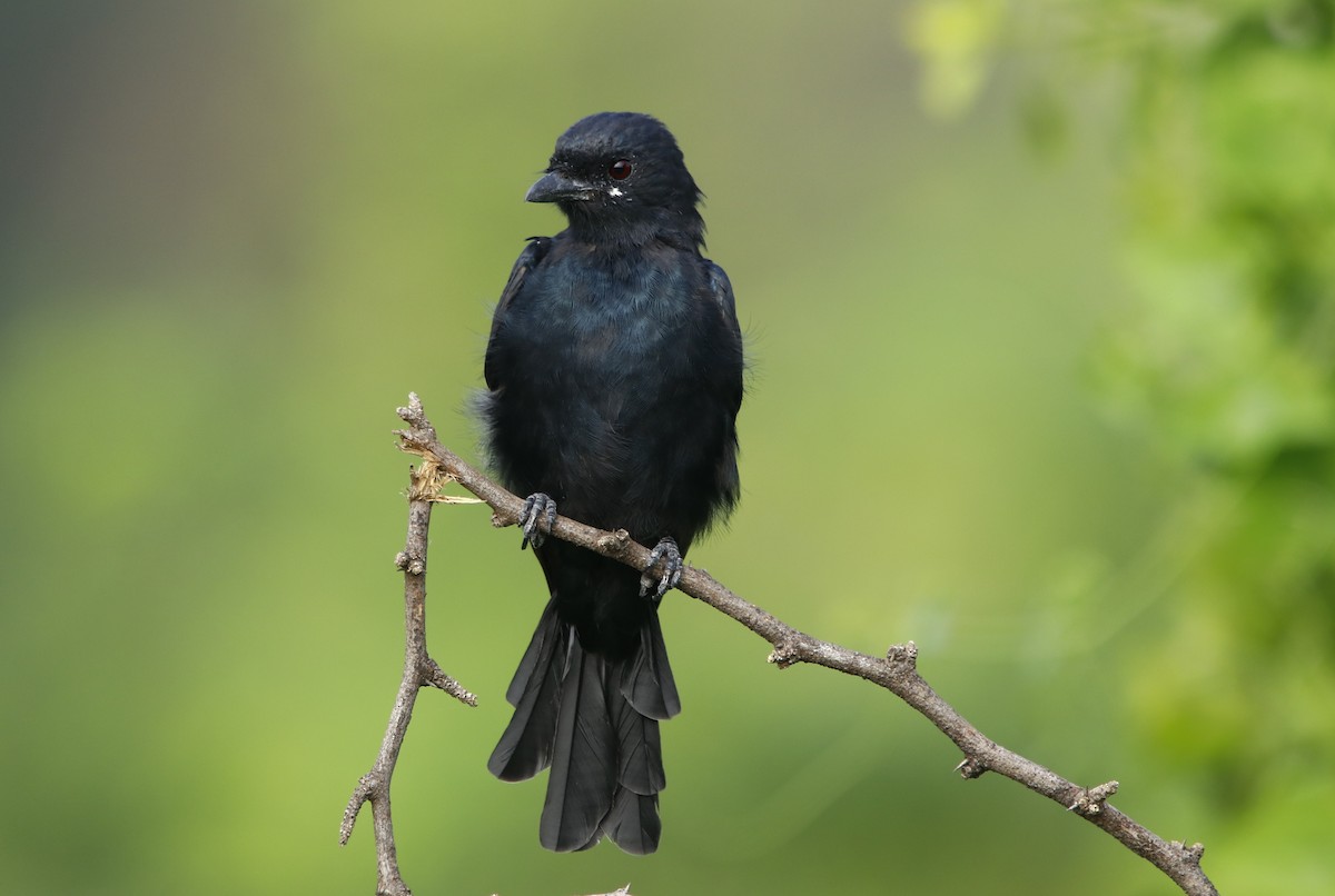 Black Drongo - ML260600441