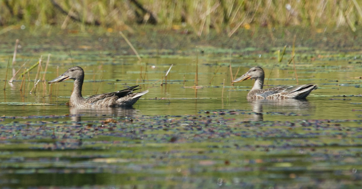 Northern Shoveler - ML260602181