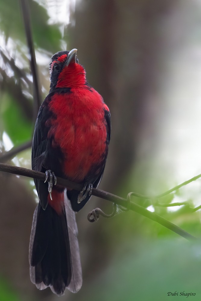 Rosy Thrush-Tanager - Dubi Shapiro