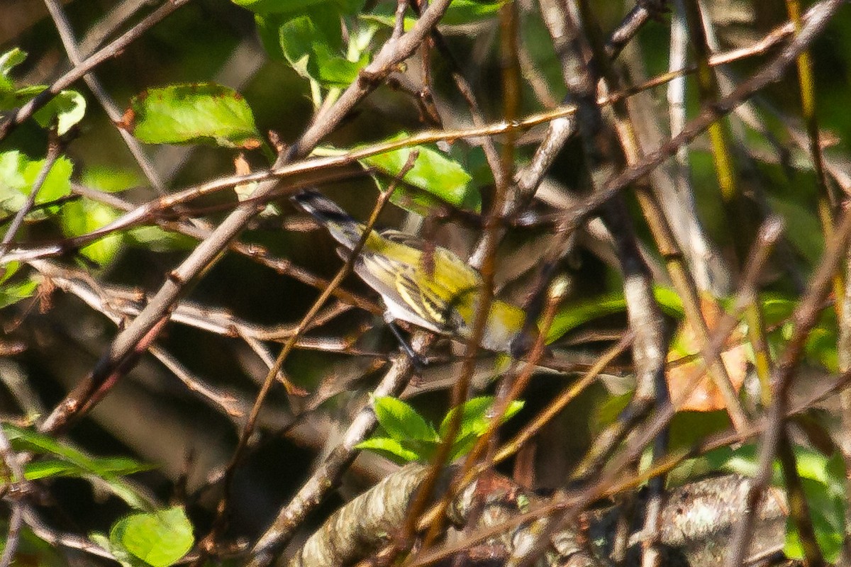 Chestnut-sided Warbler - ML260605211