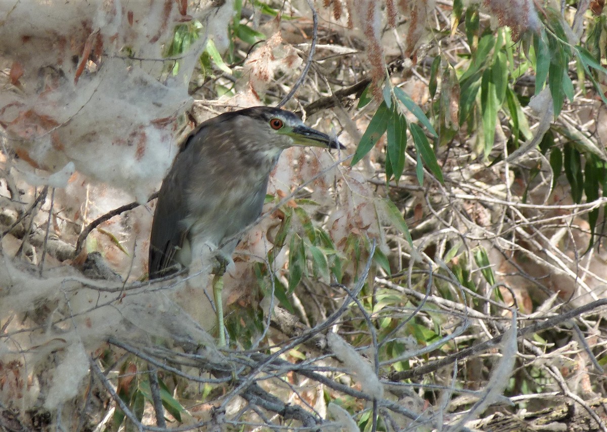 Black-crowned Night Heron - ML260606941