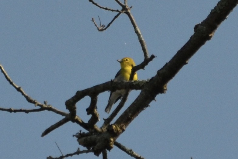 Yellow-throated Vireo - ML260608031