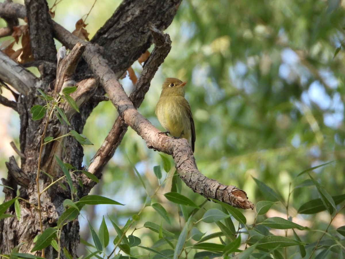 Western Flycatcher (Cordilleran) - ML260608061