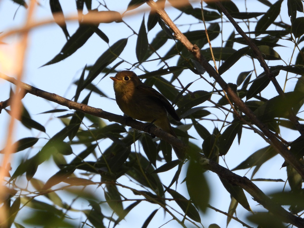 Western Flycatcher (Cordilleran) - ML260608231