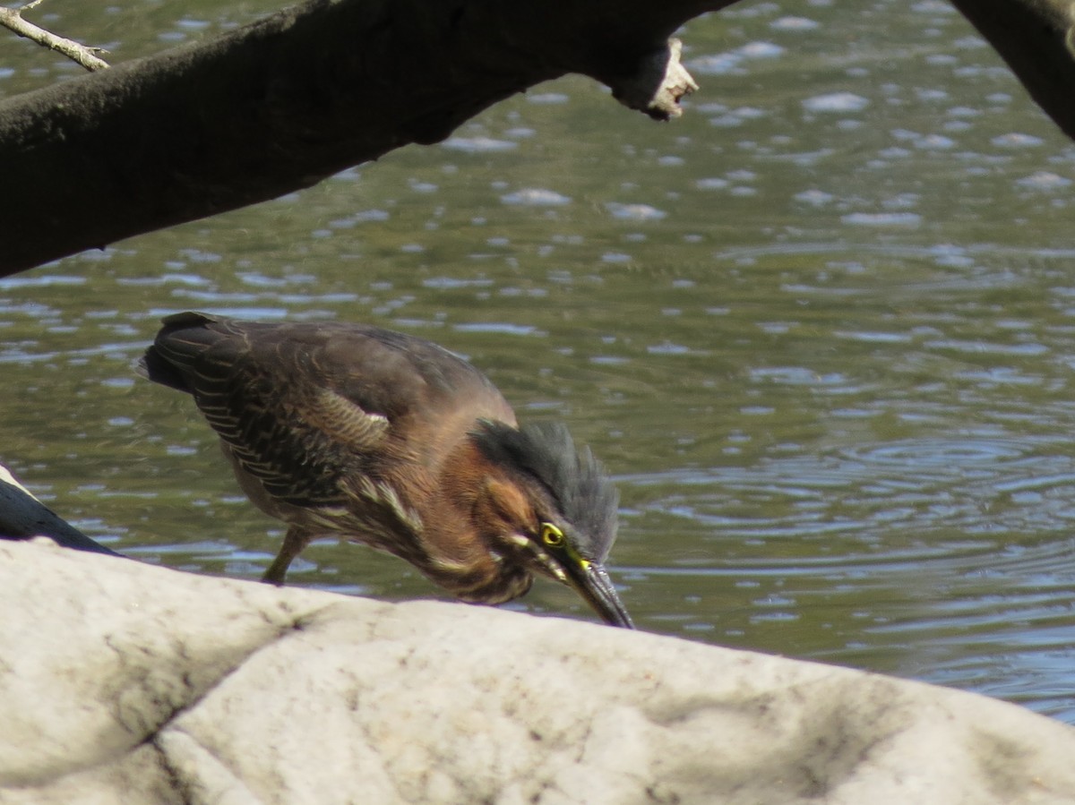 Green Heron - ML260609361