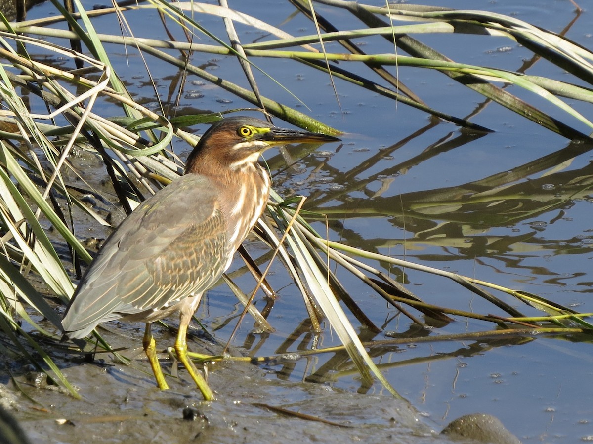 Green Heron - ML260609371