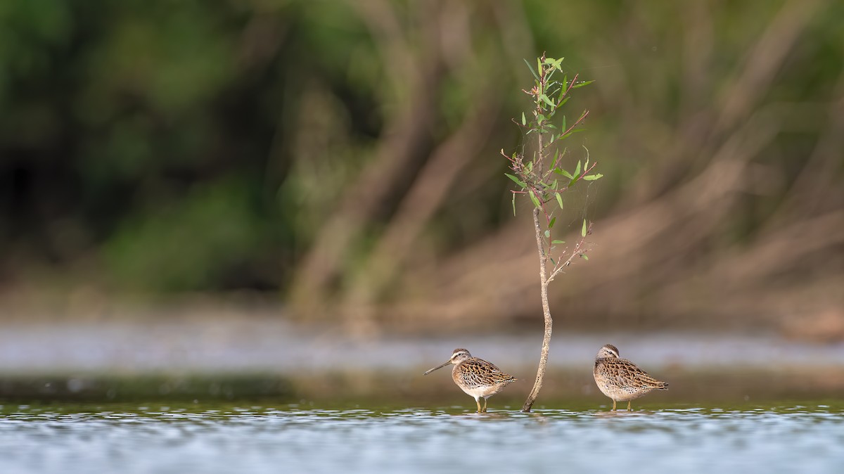 kortnebbekkasinsnipe - ML260610041