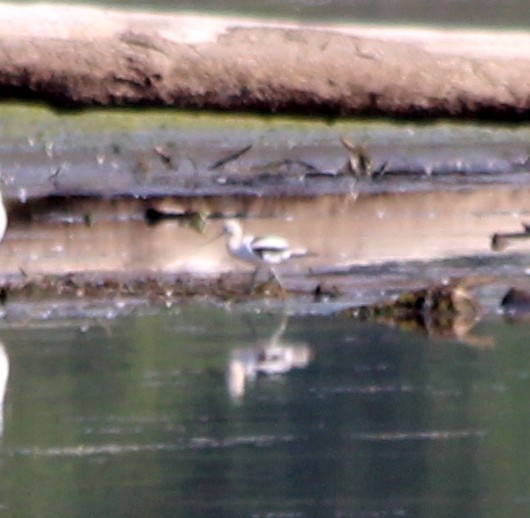 Avoceta Americana - ML260610771