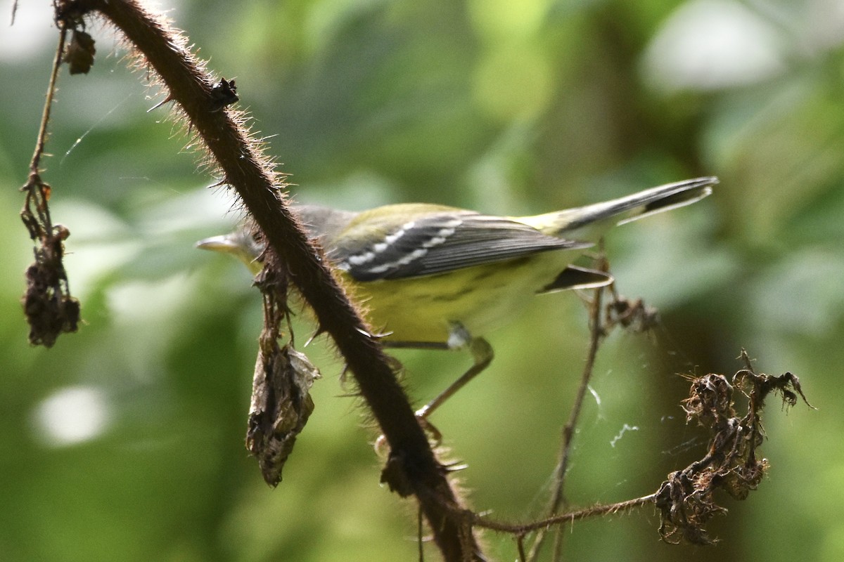 Magnolia Warbler - Julien Amsellem