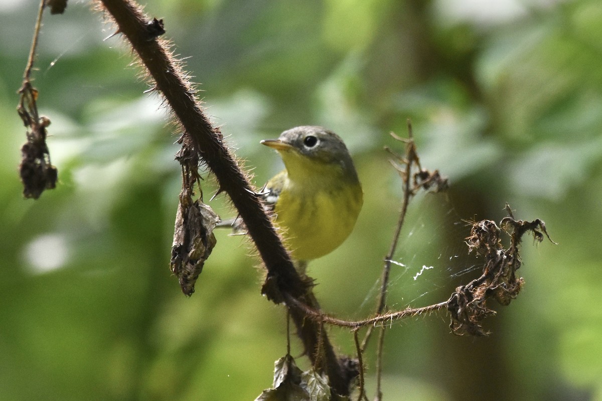 Magnolia Warbler - ML260610921