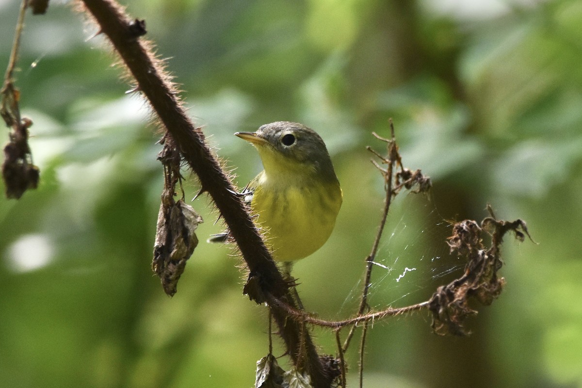 Magnolia Warbler - ML260610931