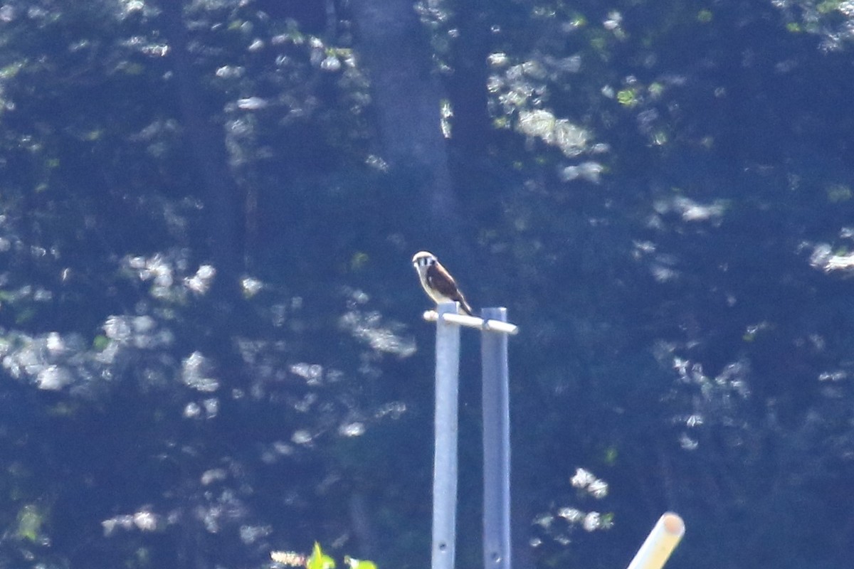 American Kestrel - ML260612261