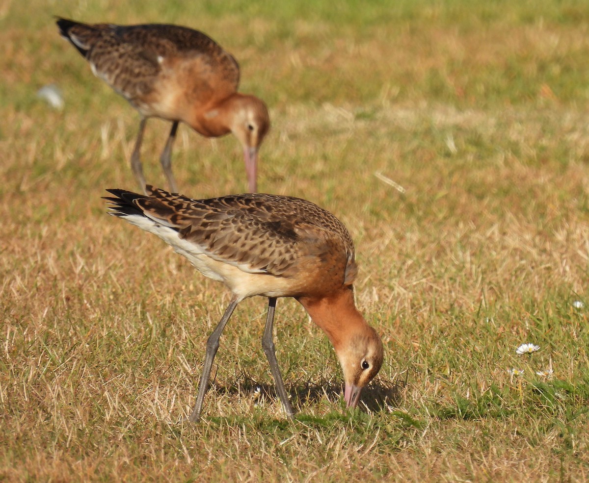 Black-tailed Godwit - ML260614881