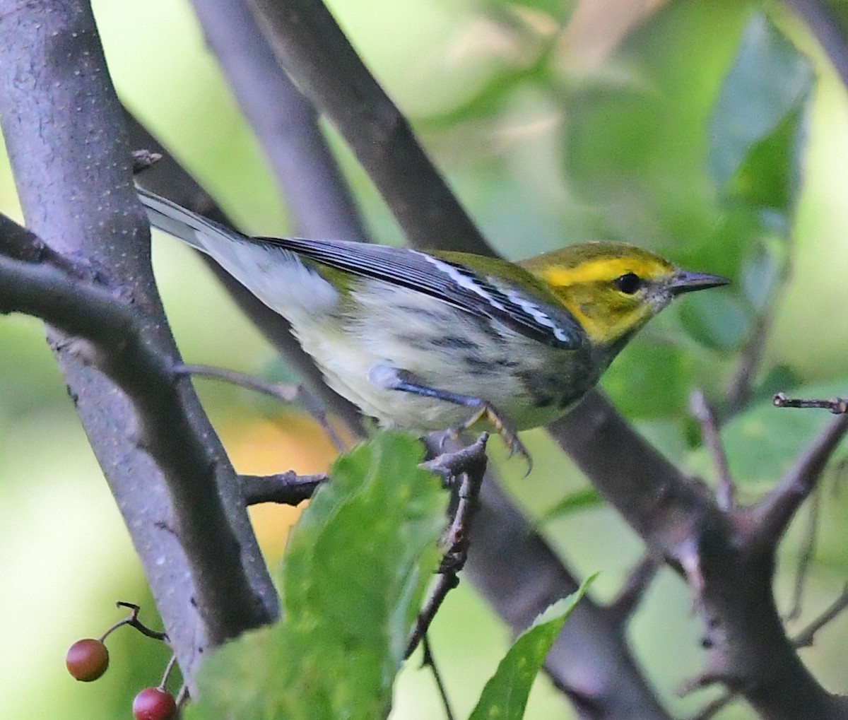 Black-throated Green Warbler - ML260614971