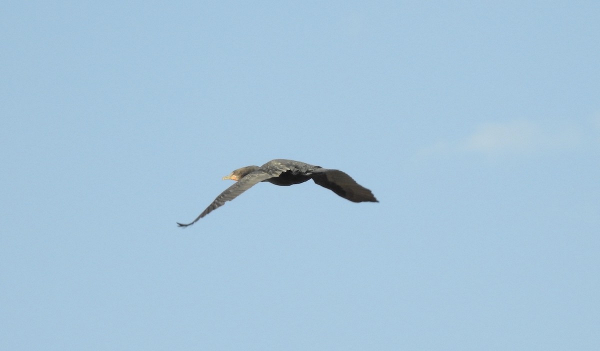 Double-crested Cormorant - Weston Barker