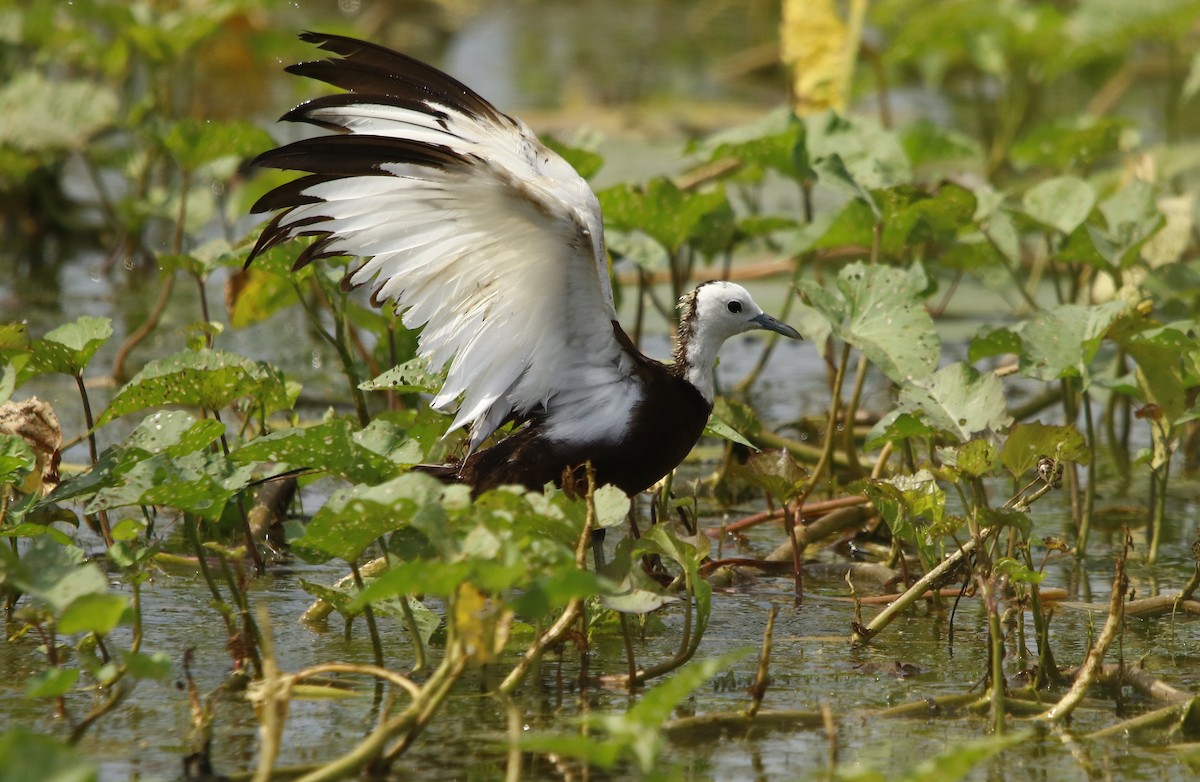 Pheasant-tailed Jacana - Bhaarat Vyas