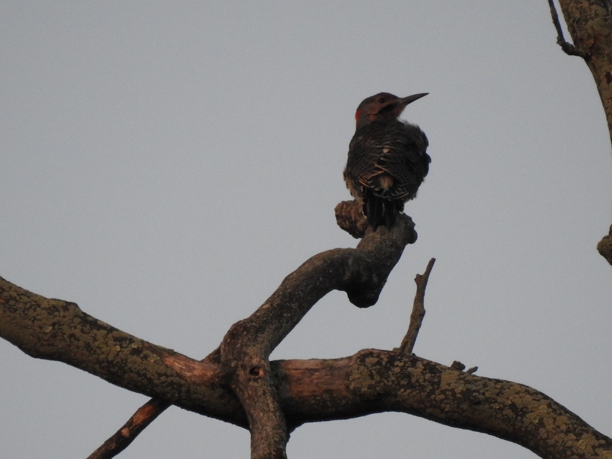 Northern Flicker - ML260617231